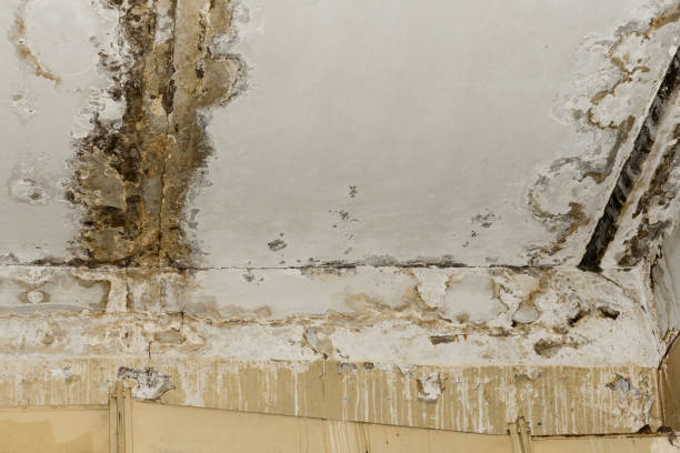 Best Residential Mold Inspection & Testing  in Three Oaks, FL